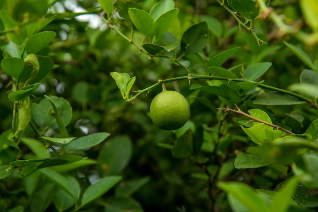 Bunch of fresh lemons on a lemon tree branch in farm field