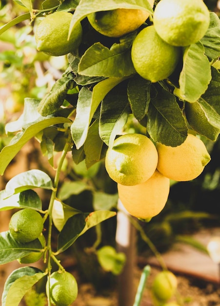 A bunch of fresh lemons on a lemon tree branch in a sunny garden selective focus toned photo