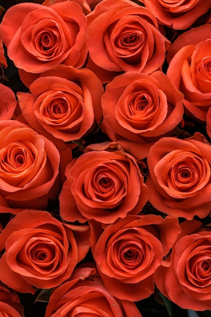 Bunch of fresh orange roses floral background