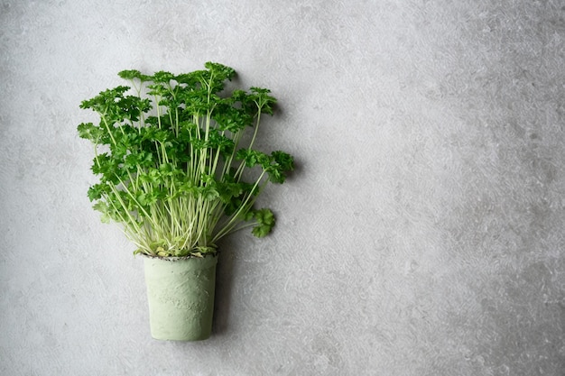 Bunch of fresh parsley or coriander in a pot on grey background