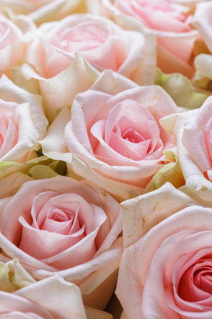 Bunch of fresh pink pale roses floral background