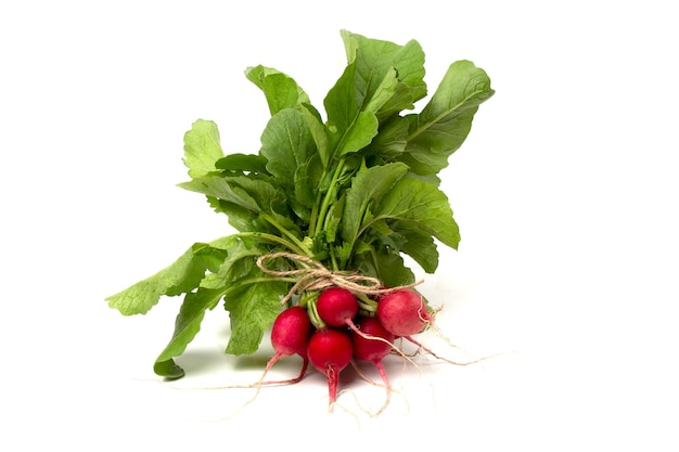 A bunch of fresh pink radishes for salad isolated on a white background.