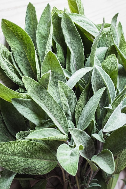 Bunch of fresh sage leaf closeup