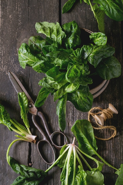 Bunch of fresh spinach