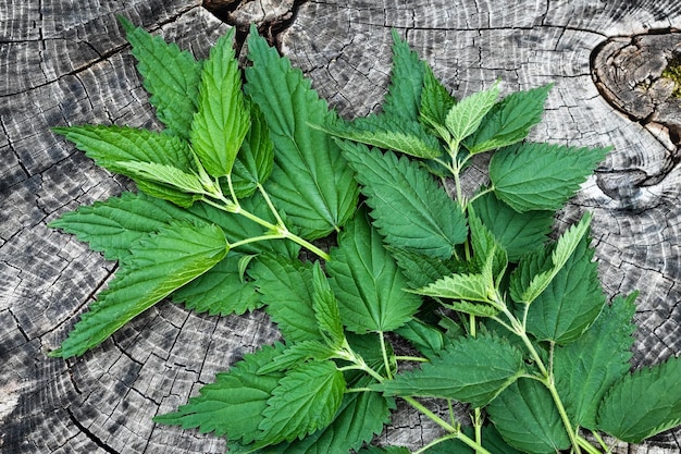 Bunch of fresh stinging nettle leaves on wooden table top view Freshly harvested plant Spring season medicinal herbs