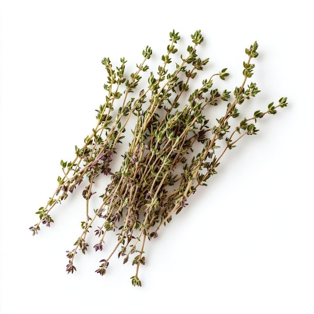 Photo bunch of fresh thyme sprigs isolated on white background