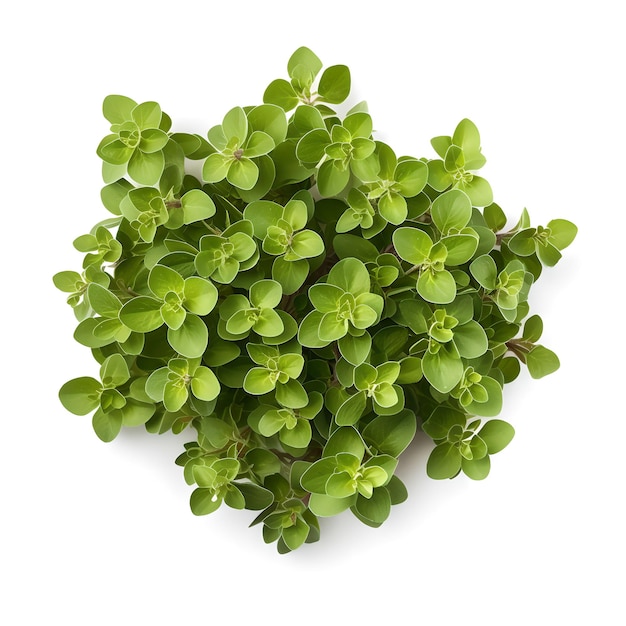 A bunch of fresh thyme on a white background