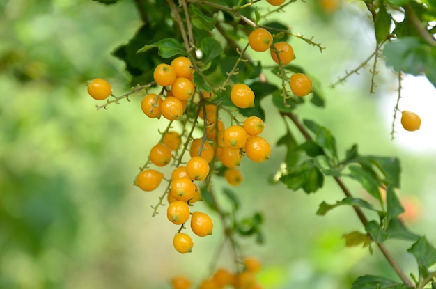 Bunch of a golden dewdrop cluster with ripe yellow berries