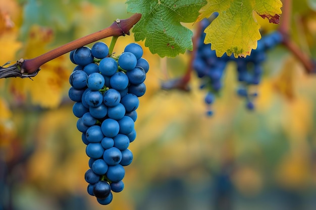 Photo a bunch of grapes that are hanging from a vine