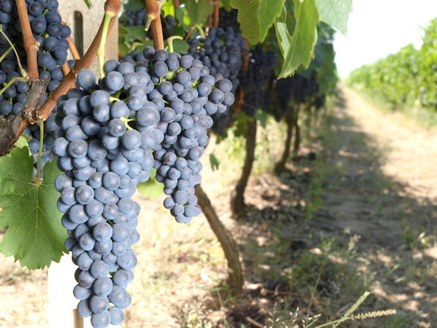 A bunch of grapes on a vine with the word grapes on it