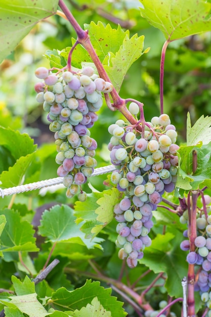 Bunch of grapes with green vine leaves in basket on wooden table