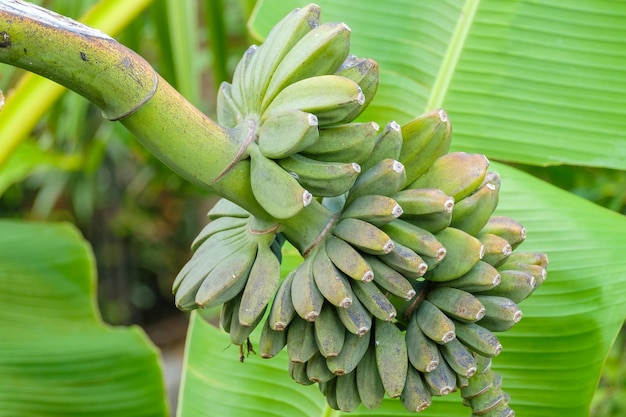 Bunch of green bananas grow on tree branch against huge leaf on plantation in southern tropical vill...