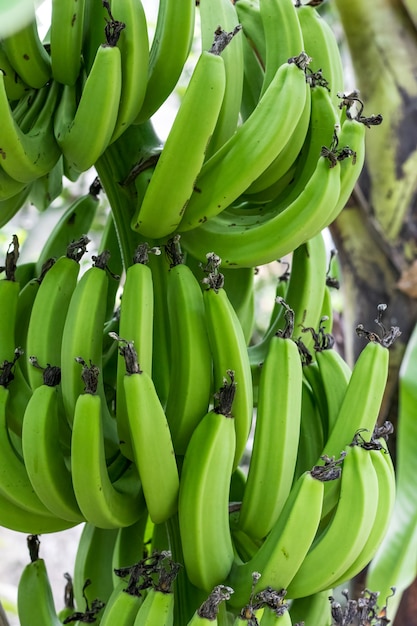 A bunch of green bananas growing on the tree close up view