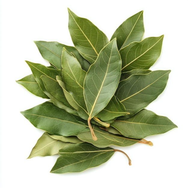 Photo a bunch of green bay leaves on a white background