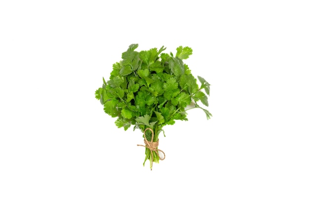 A bunch of green coriander leaves tied with twine isolated on a white background