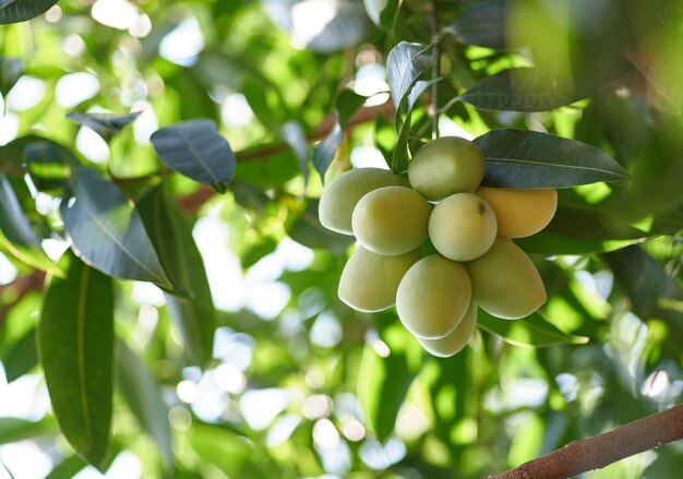 A bunch of green mangoes are on a tree