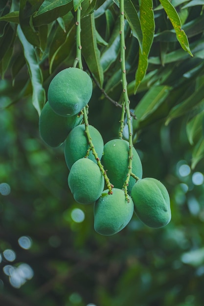 a bunch of green mangoes hanging from a tree