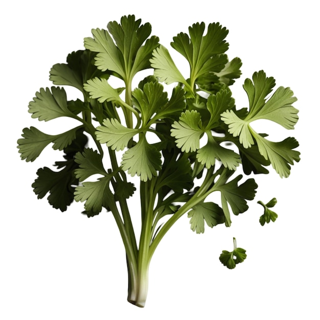 a bunch of green parsley is shown on a white background