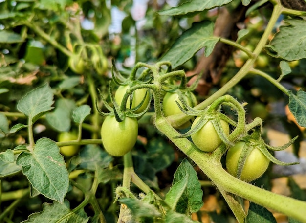 A bunch of green tomatoes are on the vine