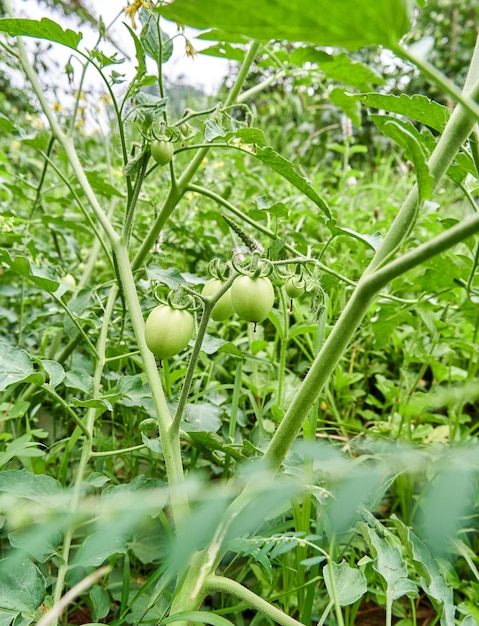 Bunch of green tomatoes growing in the garden