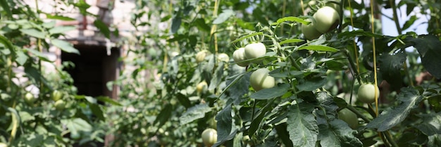 Bunch of green tomatoes ripening in modern greenhouse growing raw vegetables in modern