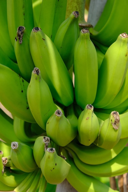 bunch of green unripe bananas. Banana is a nutritious fruit and contains carbohydrates. musa.