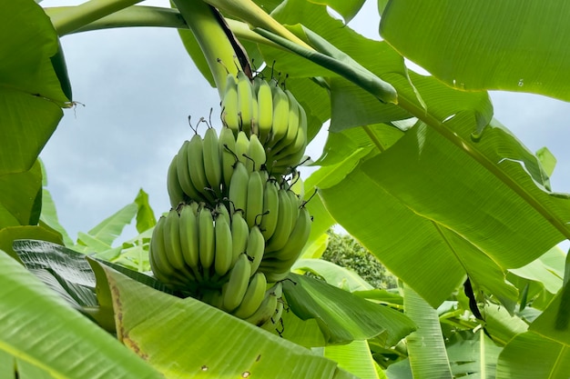 Bunch of green and yellow bananas hanging on palm tree in exotic tropical forest