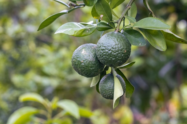 A bunch of hanging young tangerine or mandarin fruit on the tree with copy space