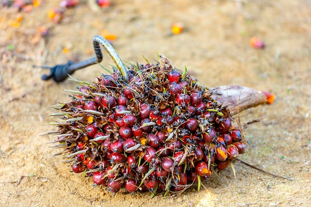 Bunch of harvested palm oil fruit for industry