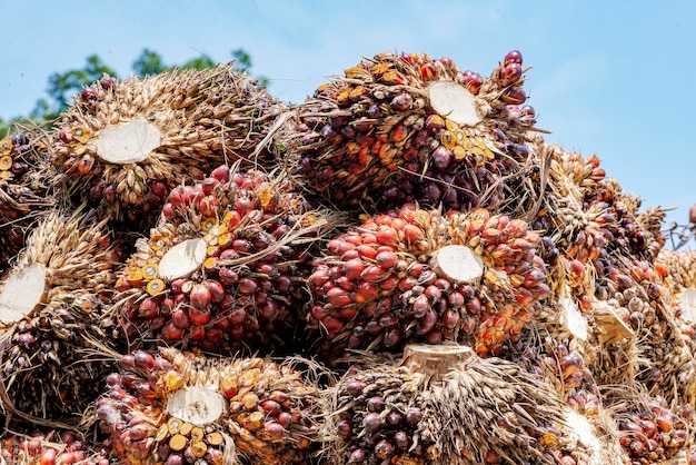 Bunch of harvested palm oil fruit for industry