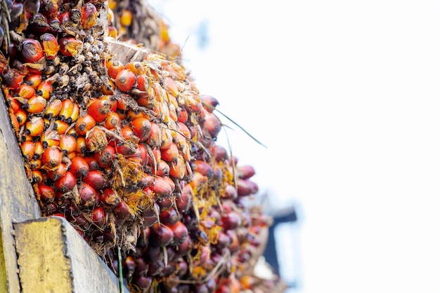 Bunch of harvested palm oil fruit for industry