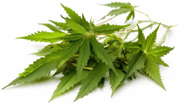 A bunch of hemp leaves on a white background