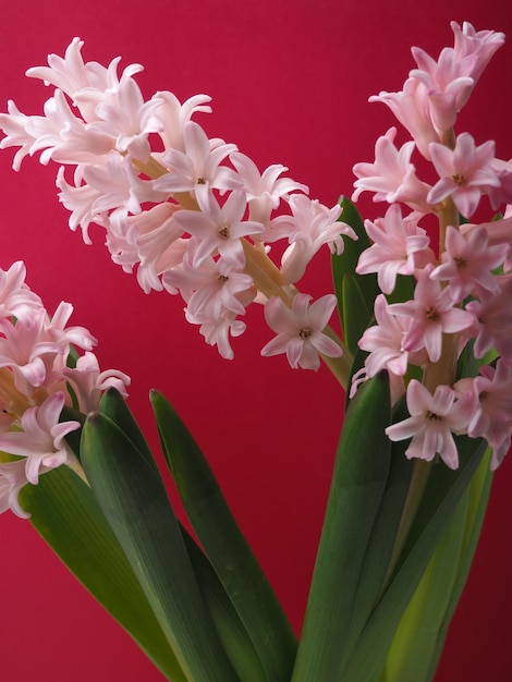 A bunch of hyacinth flowers are in front of a red background.