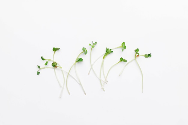 Bunch of isolated microgreen radish sprout.