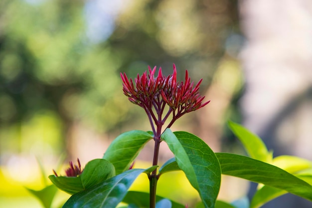 A bunch of Ixora Hybrid Red cluster flowers with green Blurry background