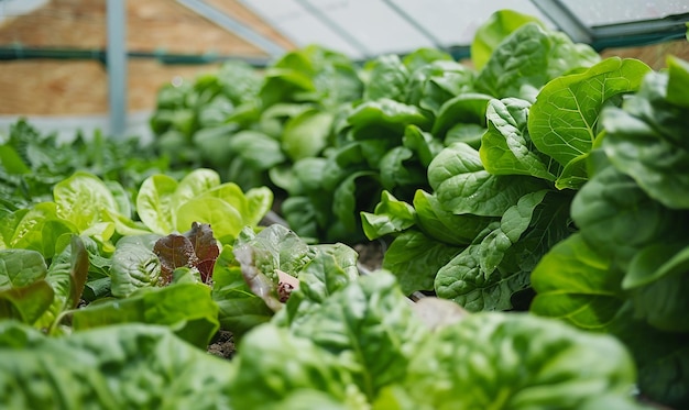 a bunch of lettuce in a bin with other vegetables