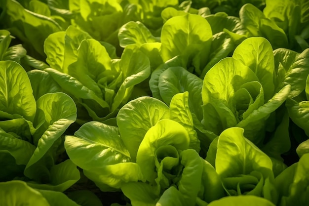 A bunch of lettuce is on a table in a garden.