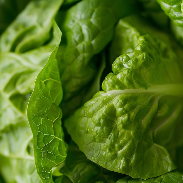 Photo a bunch of lettuce that is green and has a lot of leaves