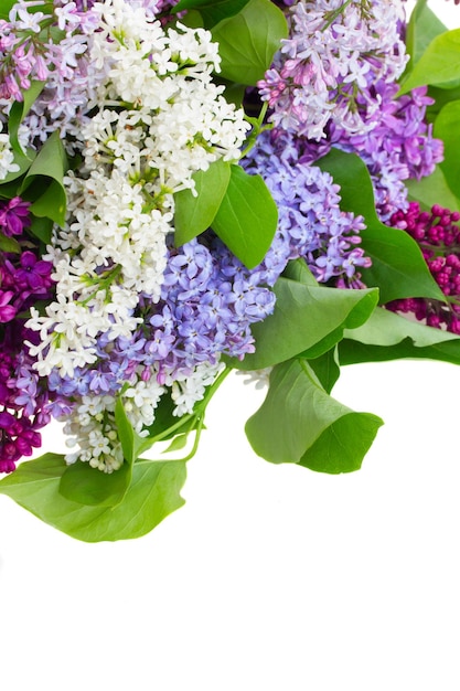 Bunch of lilac flowers close up  isolated on white background