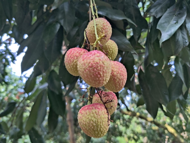 A bunch of lychee fruit hanging from a tree