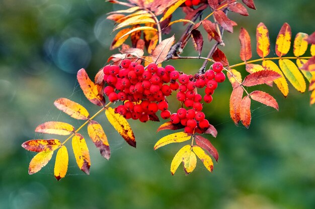 Bunch of mountain ash with red berries and yellow leaves on a tree on a blurred background