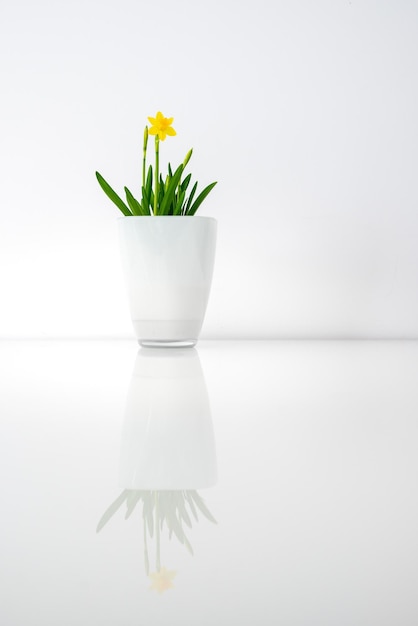 Bunch of narcissus flowers on a table