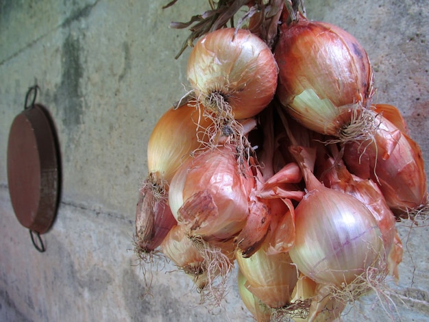 Bunch of onions hanging from on the wall Background