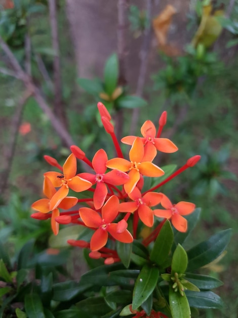 A bunch of orange flowers with the word " dan " on the top.