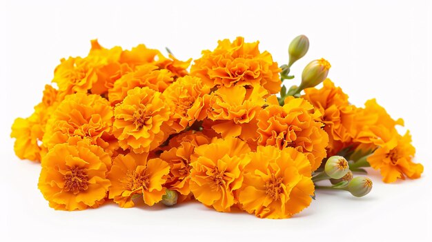 a bunch of orange flowers with yellow buds on them