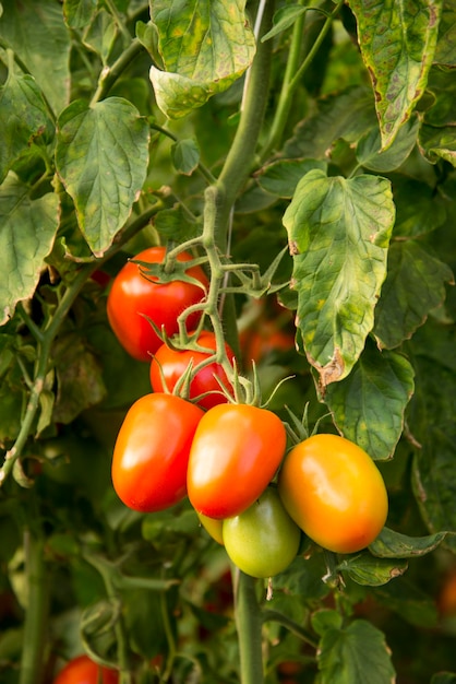 Bunch of organic ripe and unripe tomatoes in plantation