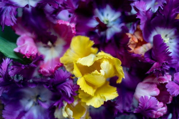 Bunch of Parrot Style Tulips