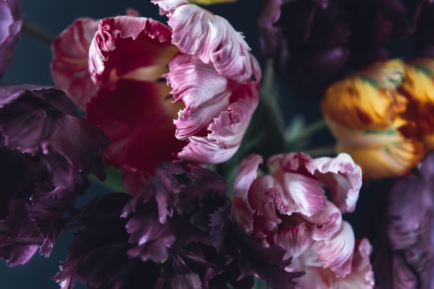 Bunch of Parrot Style Tulips