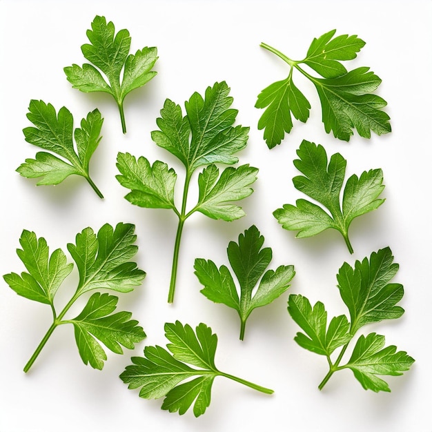 a bunch of parsley leaves with a few leaves on them