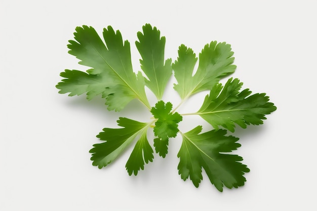 A bunch of parsley on a white background